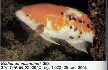 Bodianus eclancheri